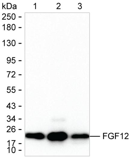 FGF12
